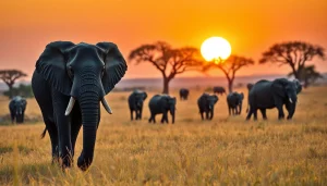 Witness a majestic herd on a Tanzania Safari, capturing the beauty of elephants in their natural habitat.